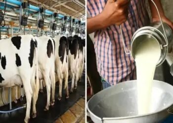 बाजार में बढ़ी Organic Mlik की डिमांड,  NCONF से ऐसे लें सर्टिफिकेट, और शुरु करें शानदार बिजनेस