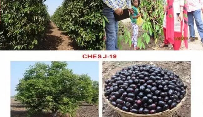 जामुन की किस्म गोमा प्रियंका: किसानों के लिए वरदान