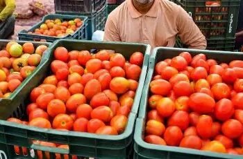 मंडी में 50 रुपये हुआ टमाटर का होलसेल रेट, इतना है रिटेल दाम?
