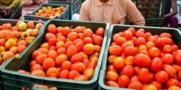 मंडी में 50 रुपये हुआ टमाटर का होलसेल रेट, इतना है रिटेल दाम?