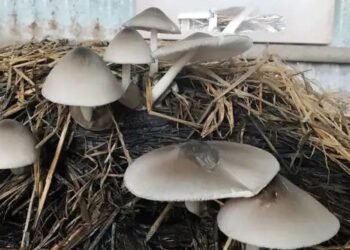 मशरूम की खेती पर करने से इस राज्य के किसान की चमकी किस्म, हुई 75 लाख की बिक्री