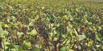 MP NEWS: सड़कों पर उतरे नाराज किसान, समय से पहले बंद हुई मूंग की खरीद