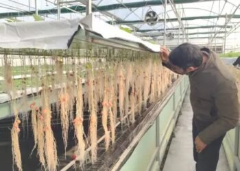 आलू की इस नई किस्म से बढ़ेगी किसानों की आय, अपनाएं ये तरीका