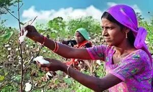 तेलंगाना के कपास किसानों को केंद्रीय मूल्य समर्थन मिल सकता है