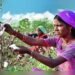 तेलंगाना के कपास किसानों को केंद्रीय मूल्य समर्थन मिल सकता है