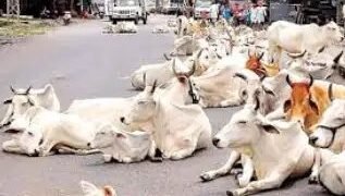 Madhya Pradesh सरकार ने किया नामकरण, पशु को नहीं बोला जाएगा ‘आवारा’