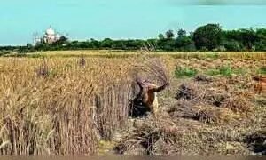 पंजाब के किसानों के मन में फसल विविधीकरण अभी भी कायम है