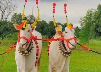 कृषि मंत्री ने परिवार संग मनाया बैल पोला उत्सव, दी शुभकामनाएं