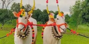कृषि मंत्री ने परिवार संग मनाया बैल पोला उत्सव, दी शुभकामनाएं