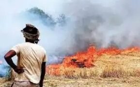 हरियाणा में पराली जलाने के 100 से अधिक मामले, 7 जिलों में हुई घटनाएं