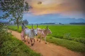 खरीफ धान की बुवाई 12 प्रतिशत बढ़कर 365 लाख हेक्टेयर हुई; कपास और तिलहन का रकबा घटा