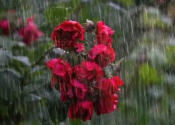 इन राज्यों में बारिश की संभावना, ओडिशा में हीटवेव अलर्ट!