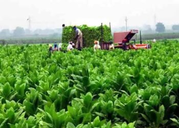 तंबाकू किसानों की आय में बढ़ोतरी, निर्यात में भी हुआ जबरदस्त इजाफा: वाणिज्य मंत्रालय