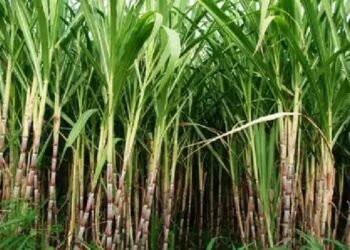Agri News: ऐसे दूर करें गन्ने में लगा पीलापन और सूखने की समस्या, इन उपायों से होगा बच