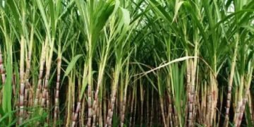 Agri News: ऐसे दूर करें गन्ने में लगा पीलापन और सूखने की समस्या, इन उपायों से होगा बच