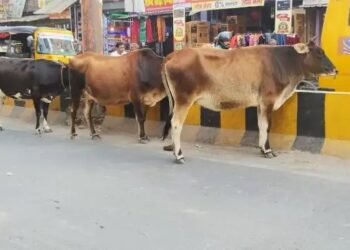 लखनऊ में छुट्टा जानवरों से राहत, गोबर और गौमूत्र से तैयार हो रहे ये उत्पाद
