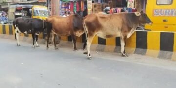 लखनऊ में छुट्टा जानवरों से राहत, गोबर और गौमूत्र से तैयार हो रहे ये उत्पाद