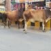 लखनऊ में छुट्टा जानवरों से राहत, गोबर और गौमूत्र से तैयार हो रहे ये उत्पाद