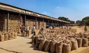 सरकार ने 1,000 टन कालानमक चावल के निर्यात पर शुल्क माफ कर दिया