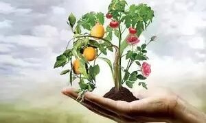 2022-23 में बागवानी उत्पादन 2.32% अधिक होने का अनुमान