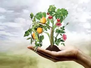 2022-23 में बागवानी उत्पादन 2.32% अधिक होने का अनुमान