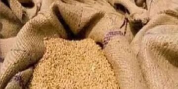 बाजार हस्तक्षेप के लिए गेहूं का पर्याप्त भंडार उपलब्ध: केंद्र सरकार