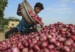 निर्यात मांग में कमी के कारण प्याज की कीमतों में 15% की गिरावट