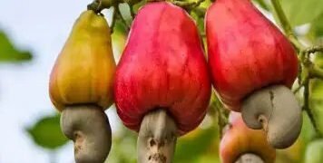 महाराष्ट्र में बढ़ेगा काजू का रकबा, देश-विदेश में होगा निर्यात!