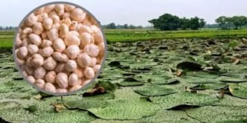 किसानों को होगा दोगुना मुनाफा! योगी सरकार लाई मखाने की नई किस्म, आय में होगी बढ़ोतरी