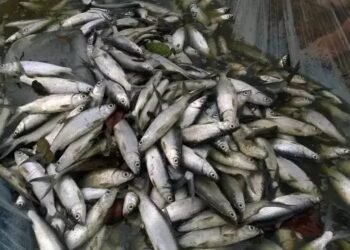 घर पर करें मछली पालन, सरकार दे रही सब्सिडी, जानें क्या है आवेदन की प्रक्रिया
