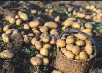 बंगाल के व्यापारियों का फूटा गुस्सा! आलू पर लगे प्रतिबंध को हटाने के लिए उठाई आवाज