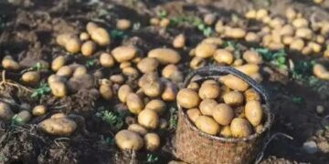 बंगाल के व्यापारियों का फूटा गुस्सा! आलू पर लगे प्रतिबंध को हटाने के लिए उठाई आवाज