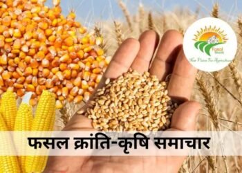 2025 में वैश्विक अनाज उत्पादन ने बनाया नया रिकॉर्ड, पर चुनौतियाँ बरकरार