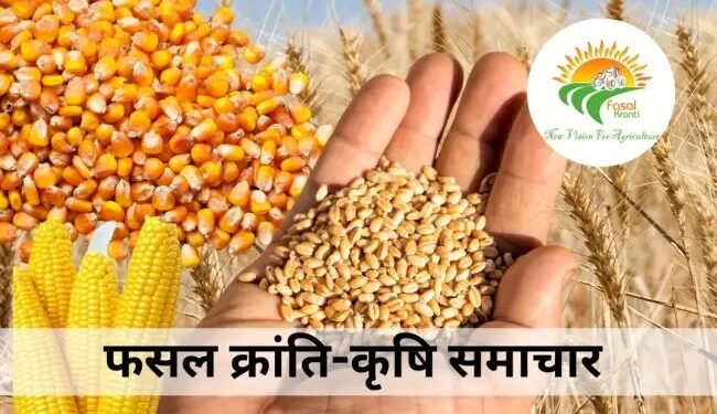 2025 में वैश्विक अनाज उत्पादन ने बनाया नया रिकॉर्ड, पर चुनौतियाँ बरकरार