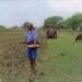 भारत में खरीफ की अच्छी प्रगति, 597 लाख हेक्टेयर से अधिक क्षेत्र में बुवाई