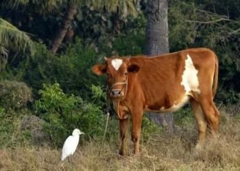 इस छोटी गाय का घी बना देगा आपको मालामाल, 5500 रुपये किलो तक है कीमत