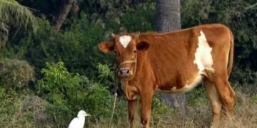 इस छोटी गाय का घी बना देगा आपको मालामाल, 5500 रुपये किलो तक है कीमत