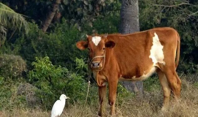 इस छोटी गाय का घी बना देगा आपको मालामाल, 5500 रुपये किलो तक है कीमत