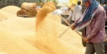 हरियाणा में सरकारी खरीद में देरी के चलते किसान नाराज, जानें क्या है वजह?