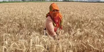 UP सरकार का बड़ा फैसला: गेहूं के समर्थन मूल्य में की गई वृद्धि, इस तारीख से शुरु होगी