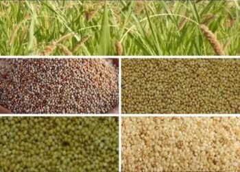 श्रीअन्न के जरिए विभिन्न प्रकार के मोटे अनाज की खेती को बढ़ावा दे रही है सरकार