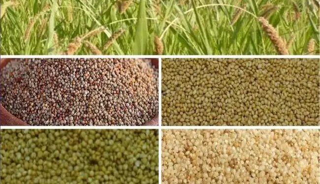 श्रीअन्न के जरिए विभिन्न प्रकार के मोटे अनाज की खेती को बढ़ावा दे रही है सरकार