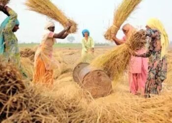 अब किसान धान बेचने के लिए 31 जनवरी तक करवाएं रजिस्ट्रेशन, इन बातों का रखें ख्याल