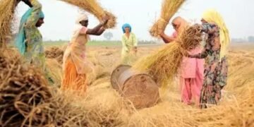 अब किसान धान बेचने के लिए 31 जनवरी तक करवाएं रजिस्ट्रेशन, इन बातों का रखें ख्याल