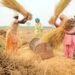 अब किसान धान बेचने के लिए 31 जनवरी तक करवाएं रजिस्ट्रेशन, इन बातों का रखें ख्याल
