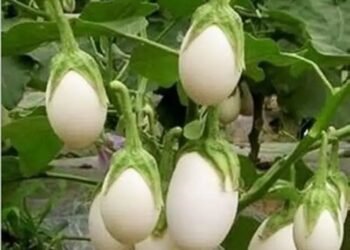किसानों को इस अनोखी सब्जी से होगी लाजवाब इनकम, जानें पूरी डिटेल