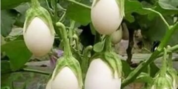 किसानों को इस अनोखी सब्जी से होगी लाजवाब इनकम, जानें पूरी डिटेल