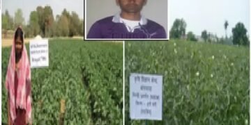 भिण्डी की खेती ने किसान को बनाया लखपति