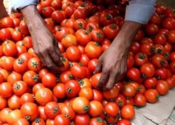 टमाटर के दामों में भारी गिरावट, किसानों के लिए लागत निकालना हुआ मुश्किल