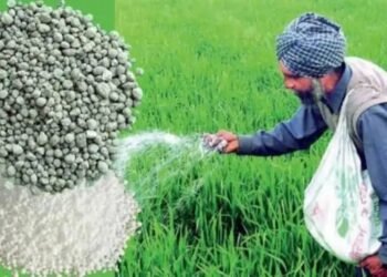 DAP और SSP से भी बेहतर है ये खाद, यूरिया के साथ करें इस्तेमाल